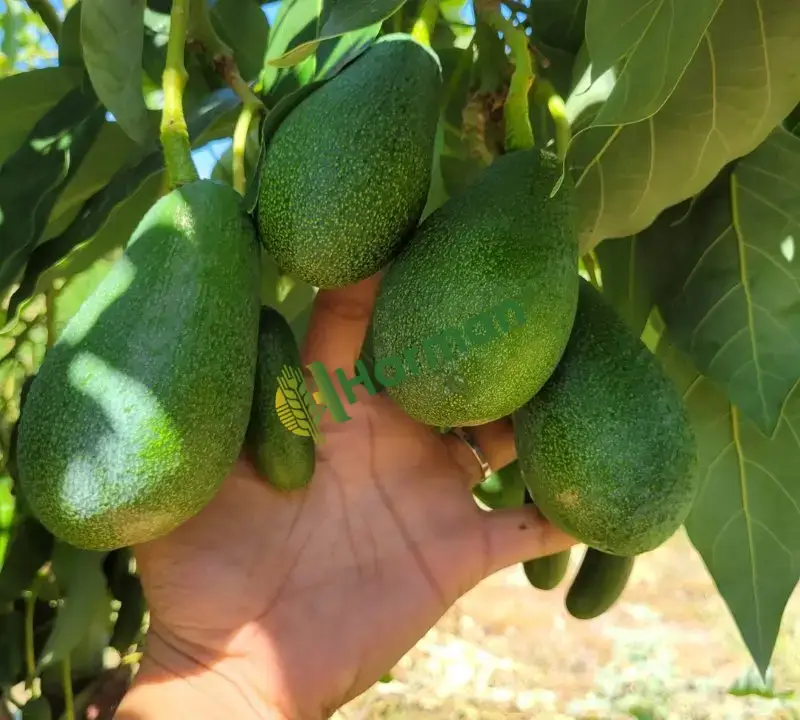 Avokado
