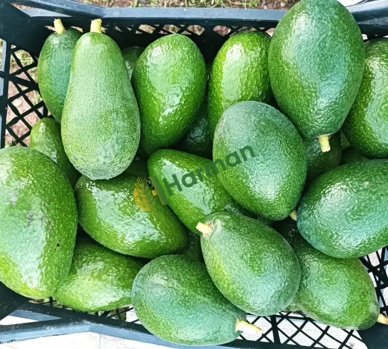 Avokado