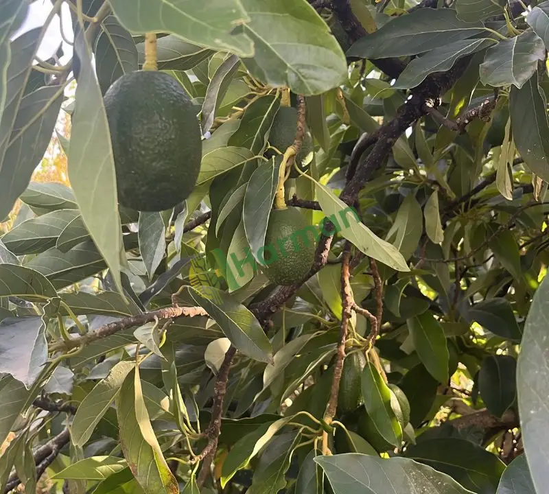 Avokado