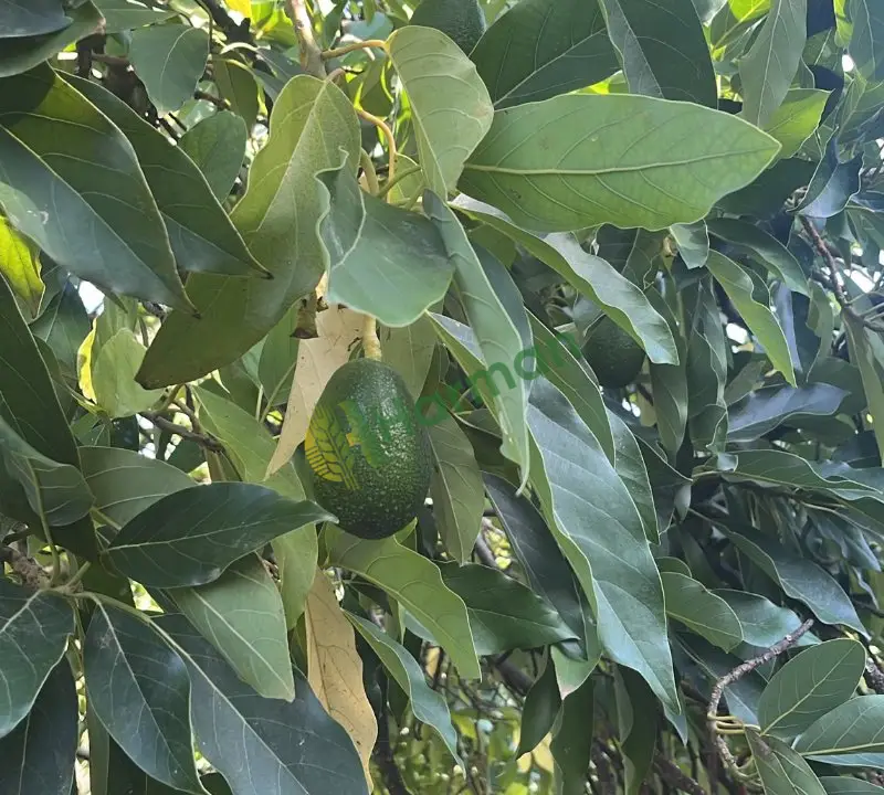 Avokado