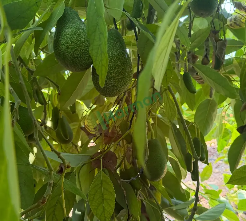 AVOKADO hal fiyatı