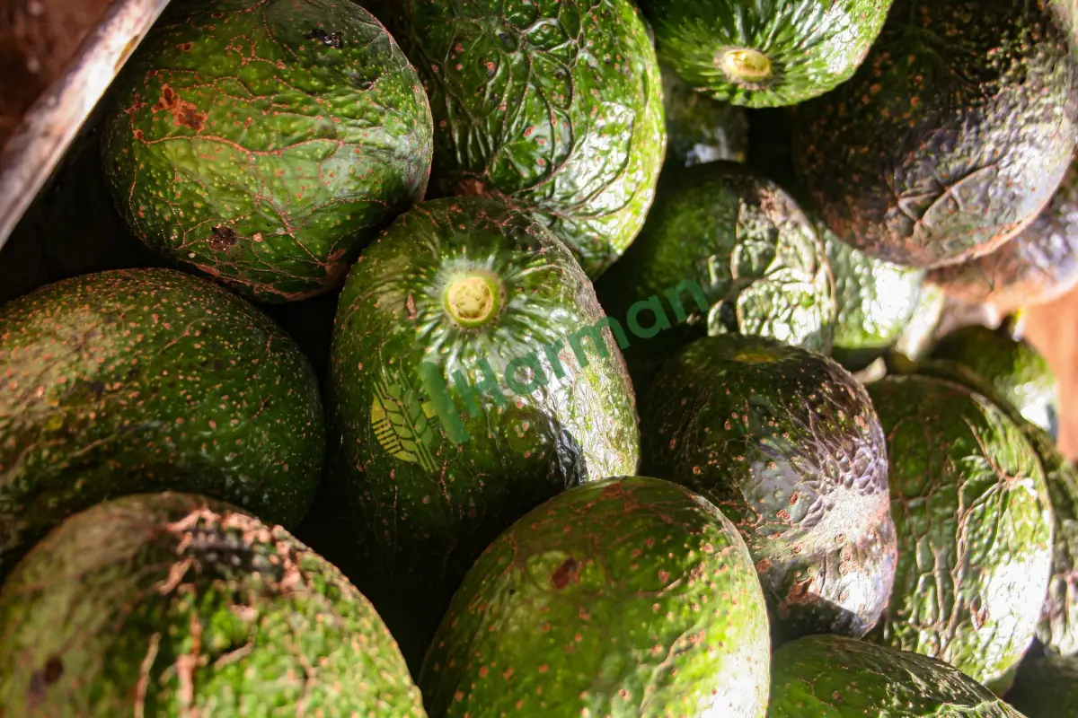 Avokado tost üretimi için sürekli olgun avokado - İzmir Karşıyaka