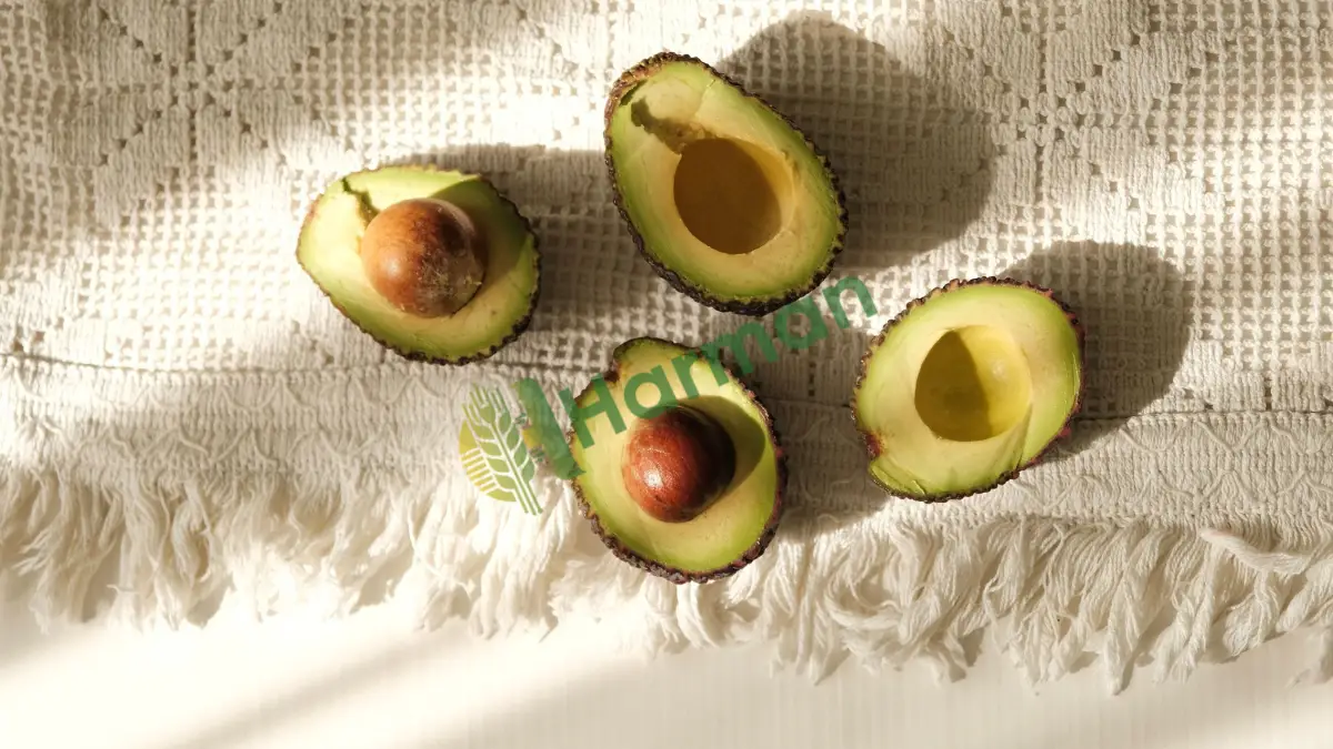 Avokado yağı üretimi için dip malı aranıyor - Sivas Koyulhisar