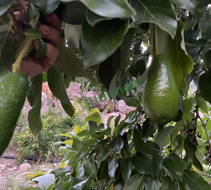 Avokadolarımız satışta