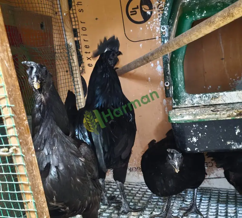 Ayam Cemali