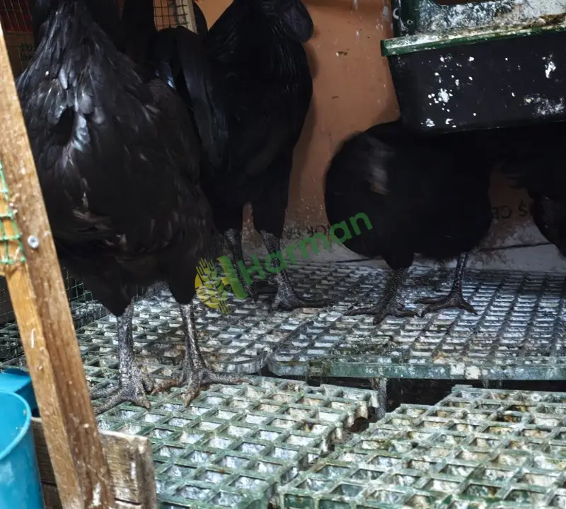 Ayam Cemali