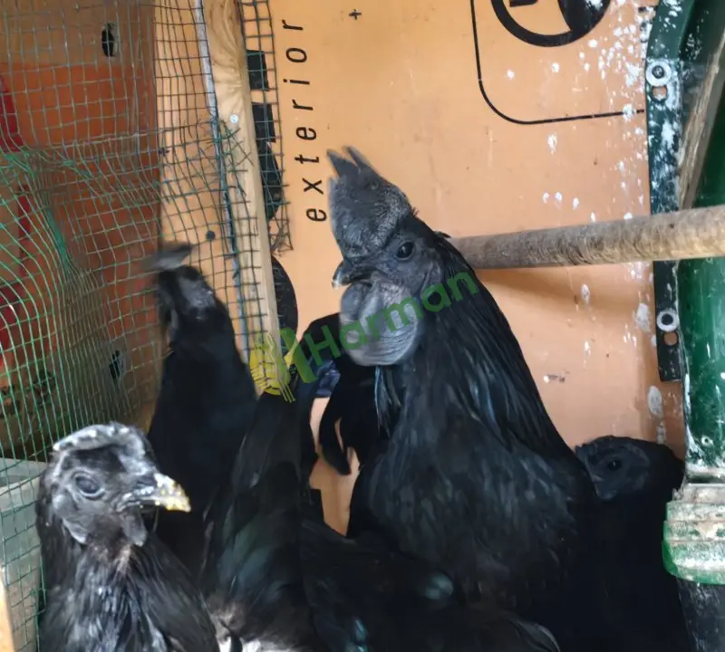 Ayam Cemali