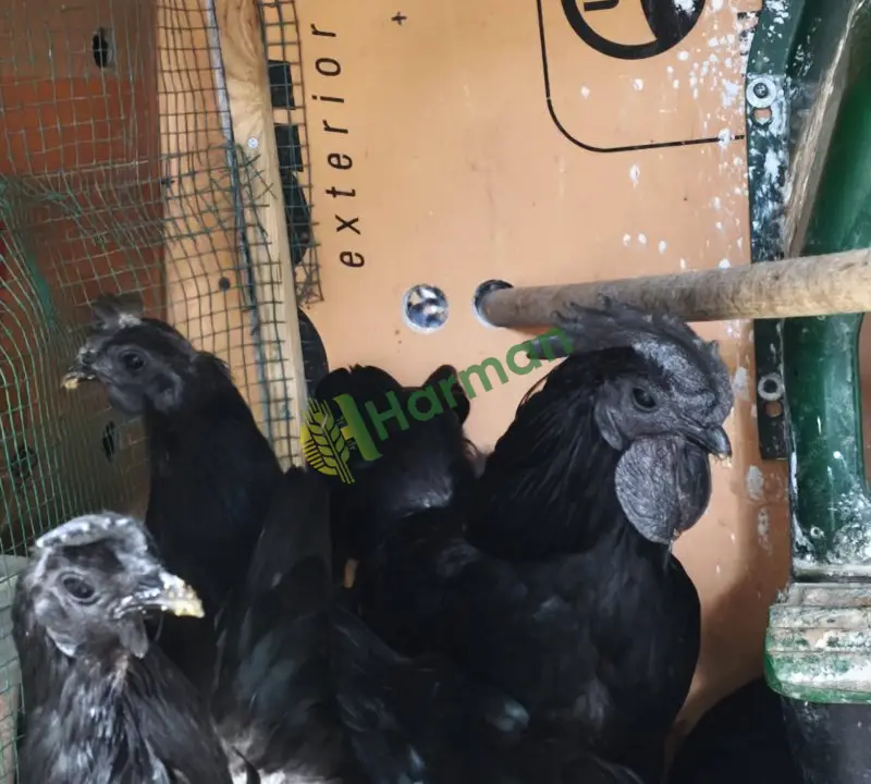 Ayam Cemali