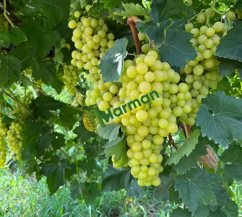 Aydın Buharkent de satılık 13 dönüm Superor sedles üzüm