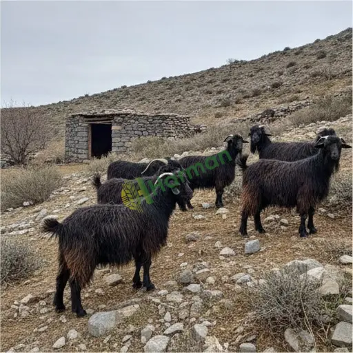 Aydın Germencik'te kıl keçi arıyorum