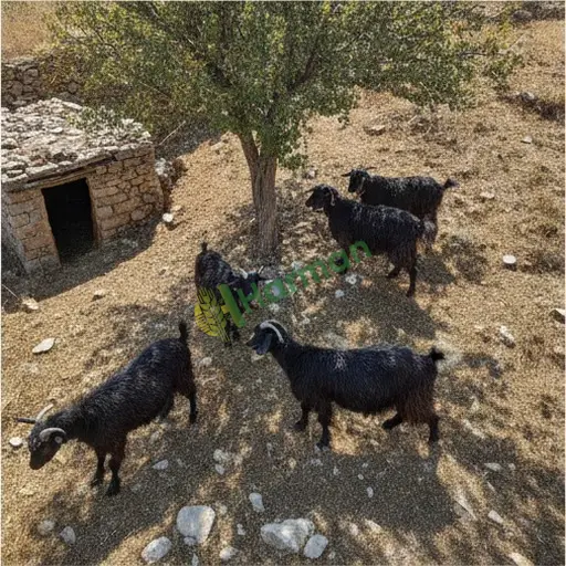 Aydın Karpuzlu'da 35 baş kıl keçisi alınacak