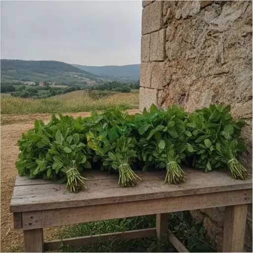 Aydın İncirliova nane satarım