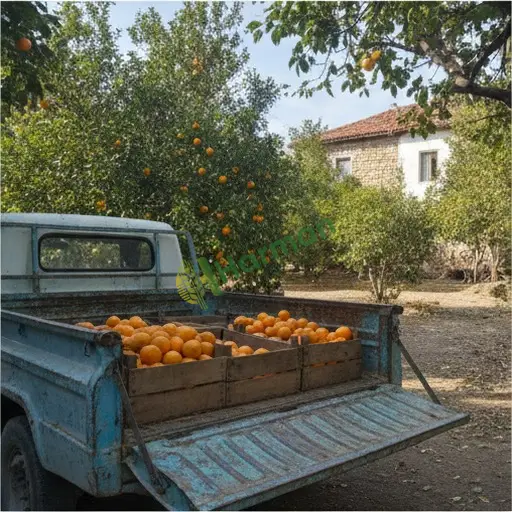 Aydın Buharkent'te portakal alınır