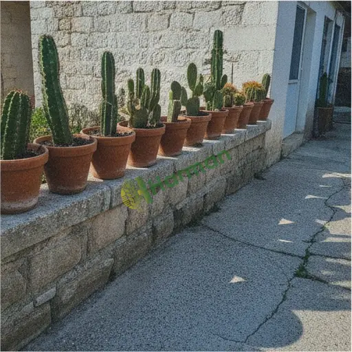 Aydın Didim'de saksı kaktüsü alınır