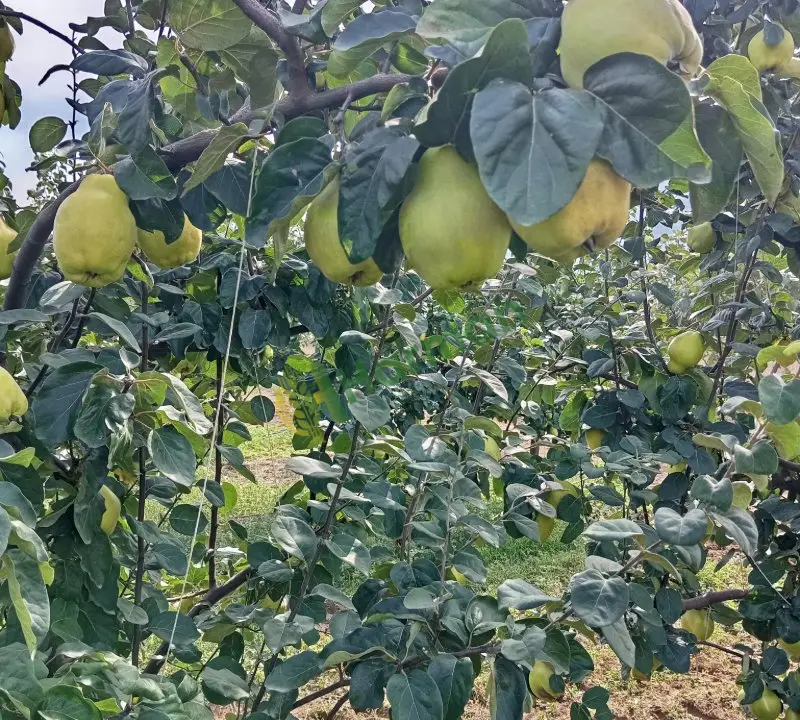 Ayva hal fiyatı