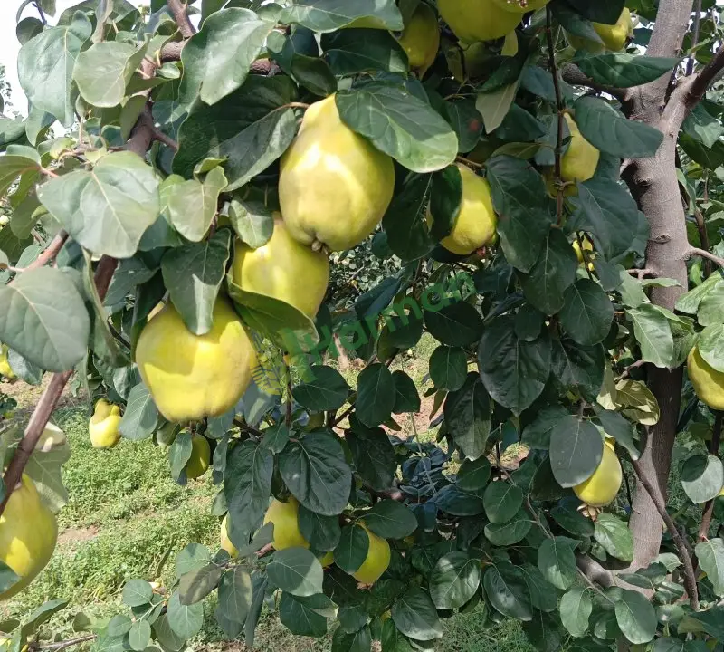 Ayva