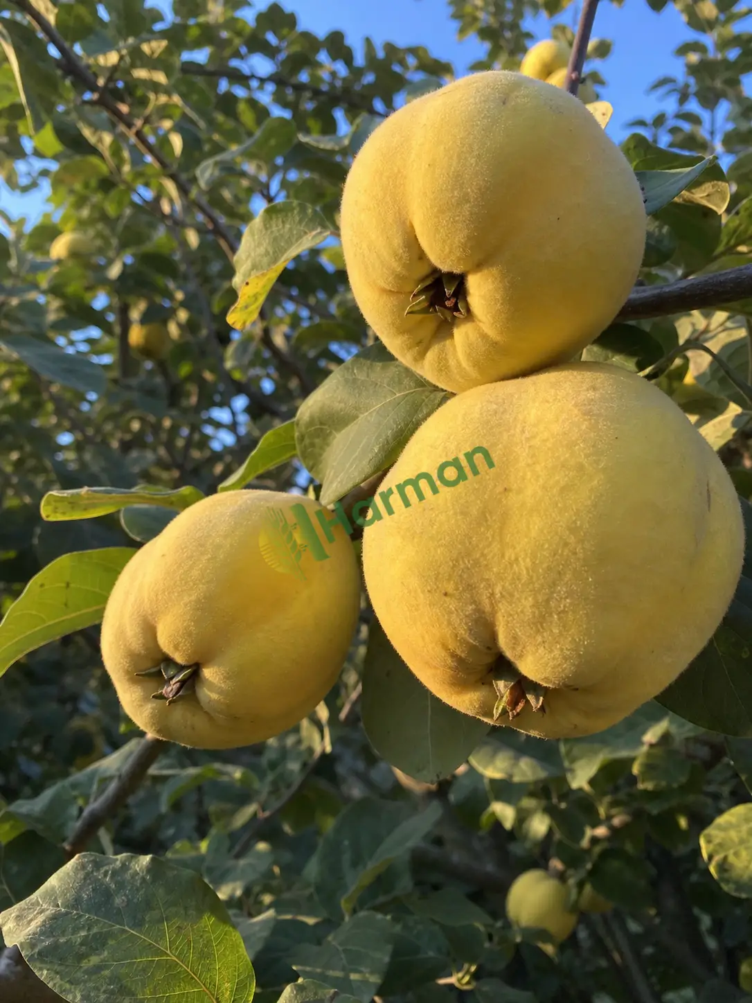 Ayva alınır