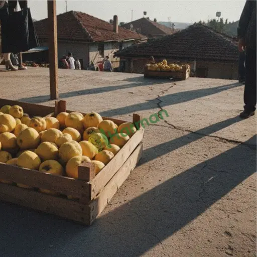 Gümüşhane Torul'dan ayva alınacak