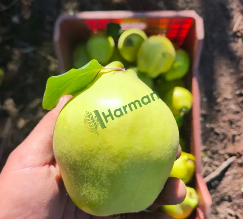ayva niğde çamardı