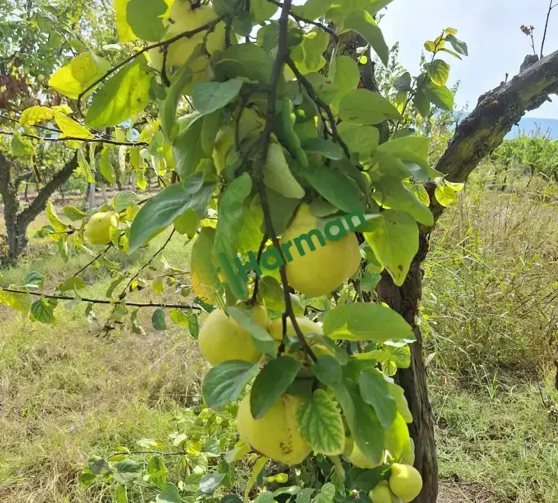 Ayva pamukova en uygun başka yerde yok