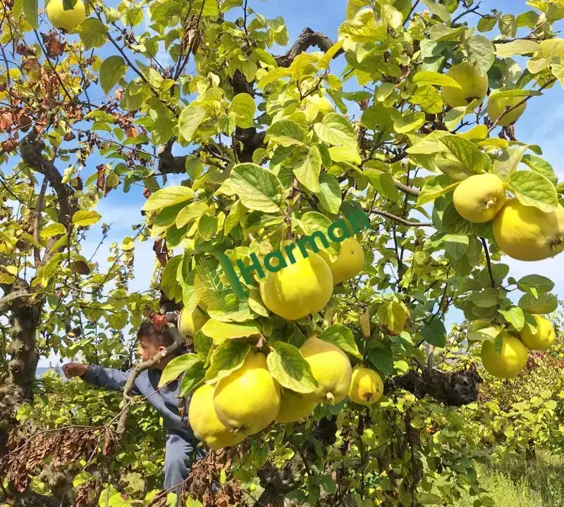 Ayva pamukova en uygun başka yerde yok