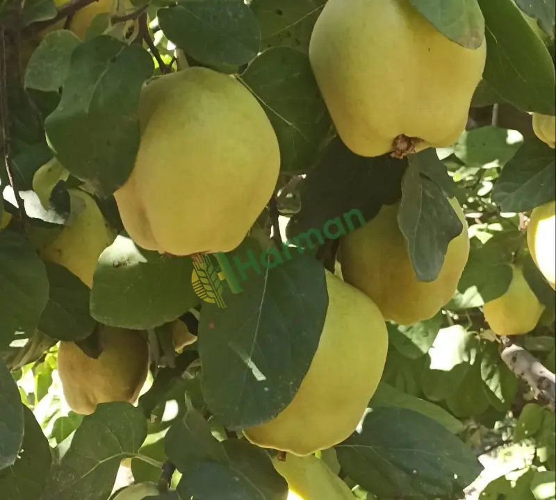 Ayva satlık