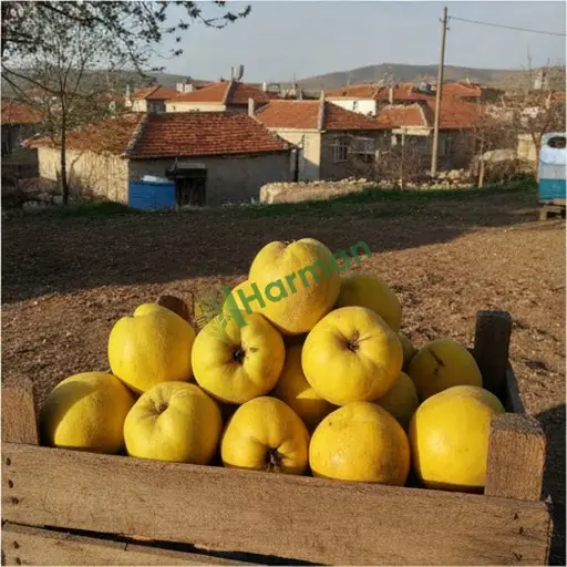 Manisa Gölmarmara'da Aranan Ayva