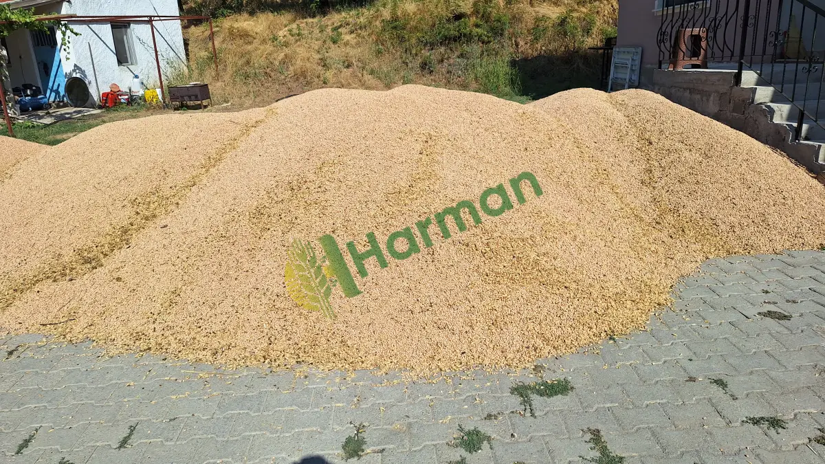 Azkan nohut Bu yılın mahsulü kendi ürünüm köyümde kantar var peşin para kantara çıkınca