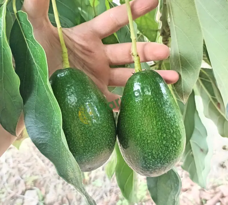 Bacon ve Zutano avokado