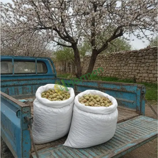 Amasya Merzifon'da Badem Arıyorum