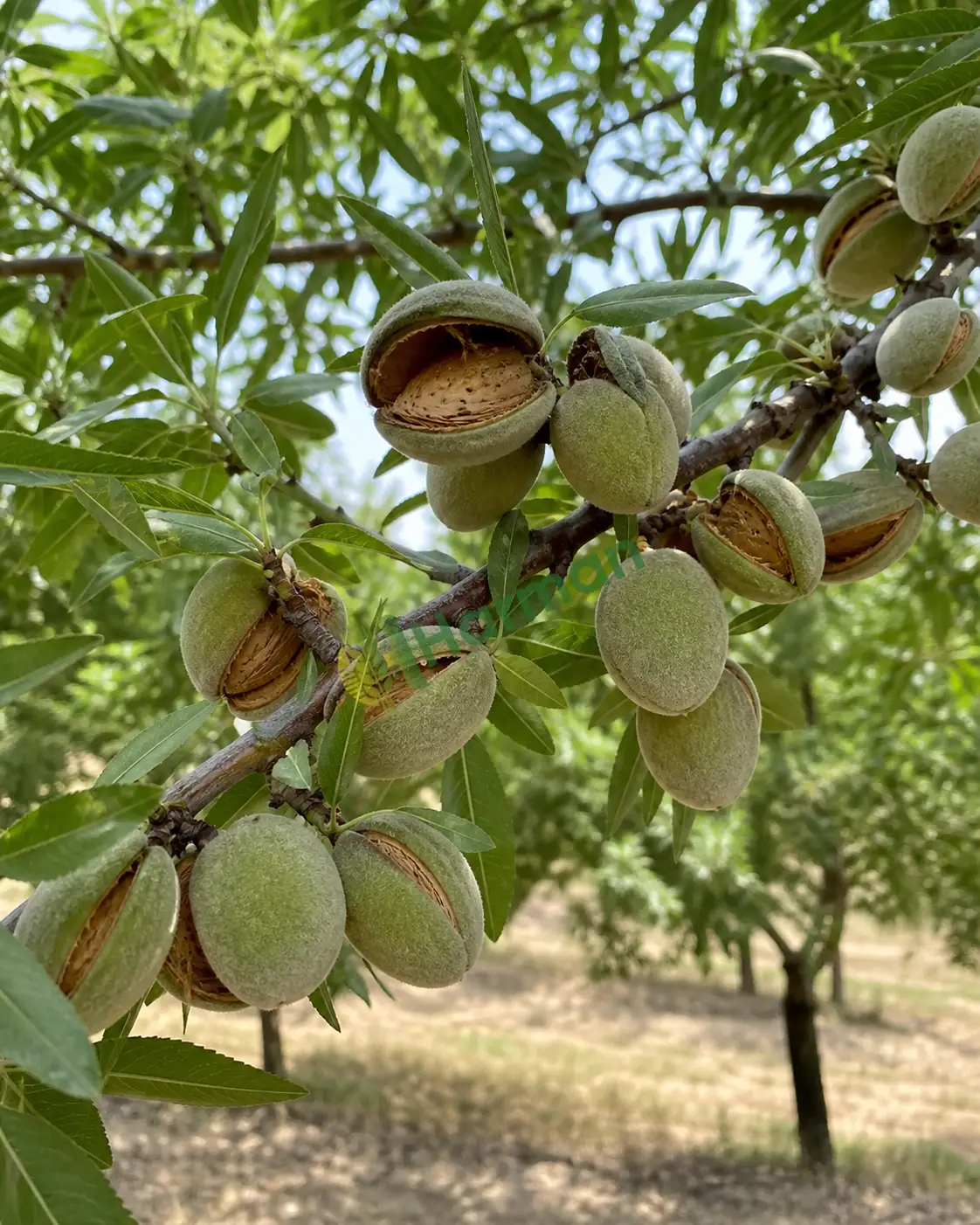 Badem lazım