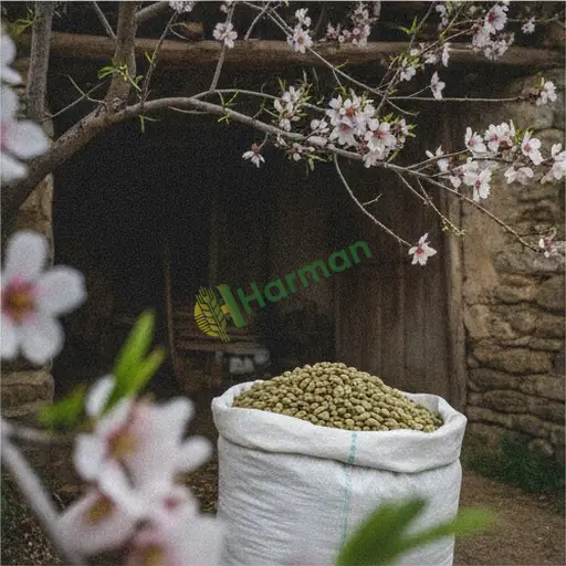 Kahramanmaraş Afşin'de badem alınır
