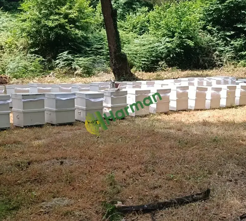 Bahar balı