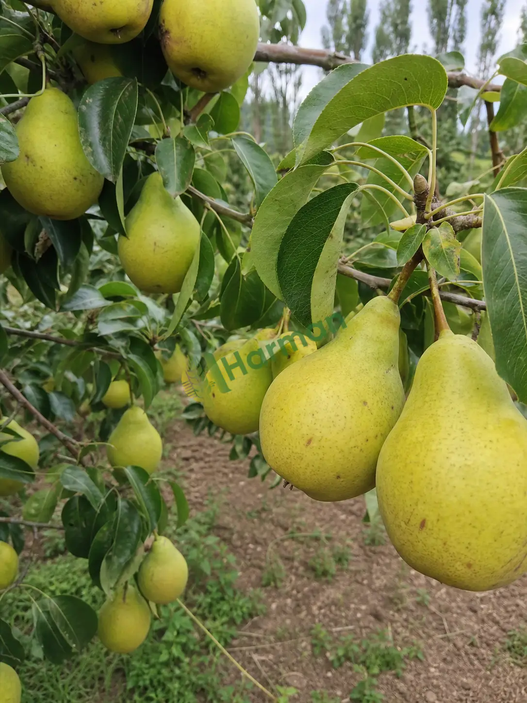 Bahçede armut