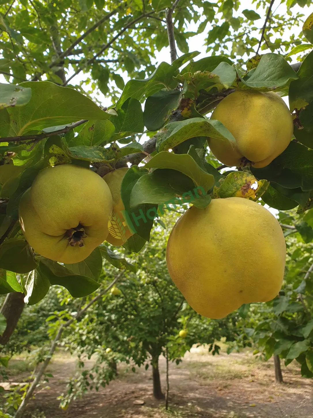 Bahçedeki ayva