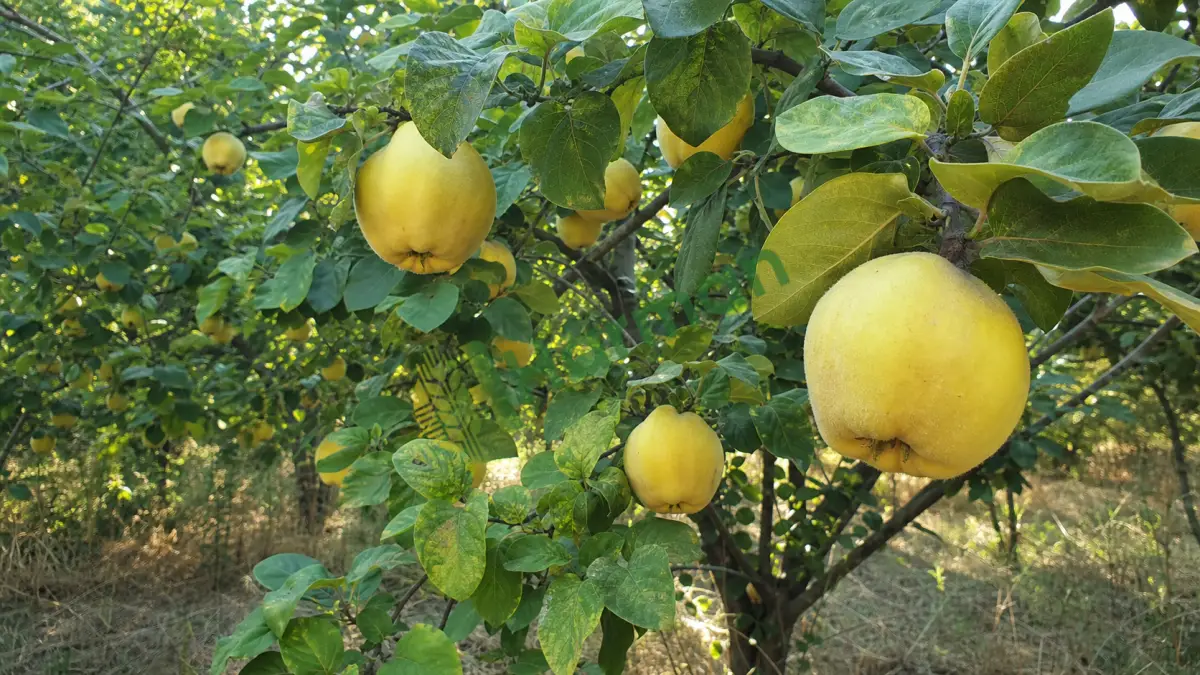 Bahçeden ayva