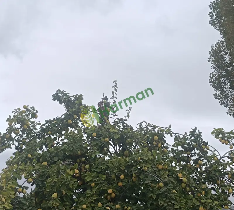 Bahçeden Ayva