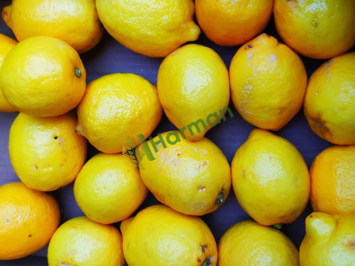 Bahçeden dökme ucuz sıkımlık limon, satılık -Bingöl Kiğı