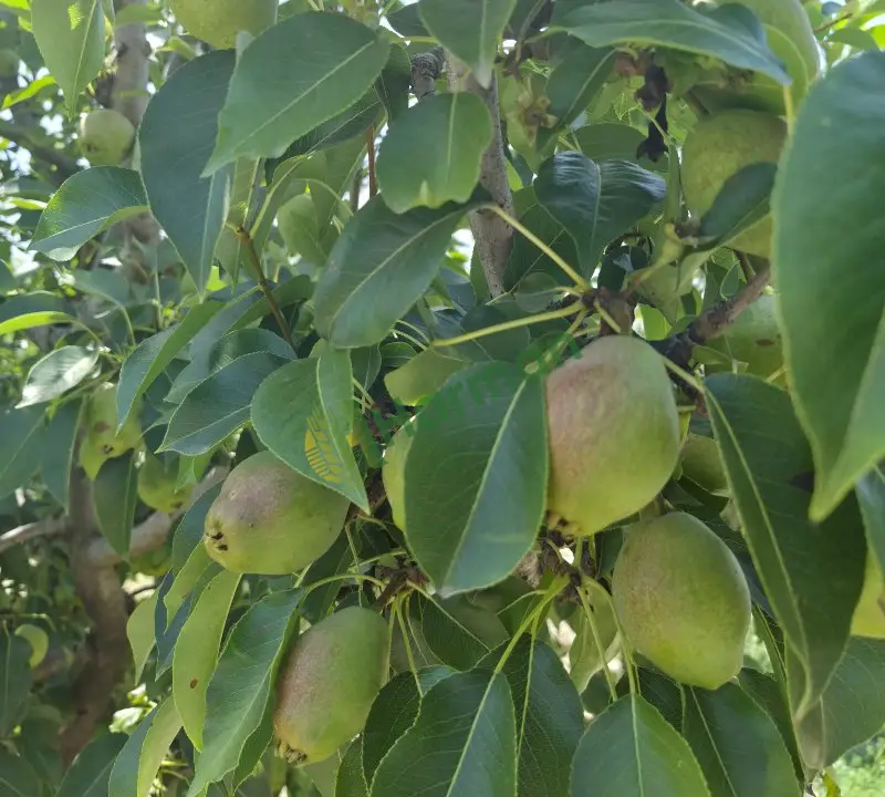 bahçeden satılık 25-30 ton margarit armut