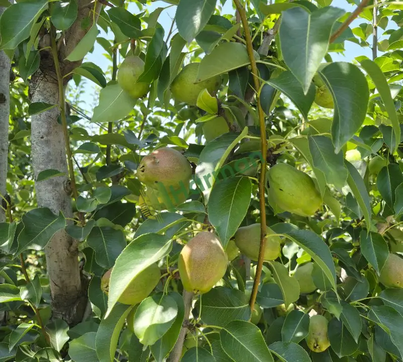 bahçeden satılık 25-30 ton margarit armut