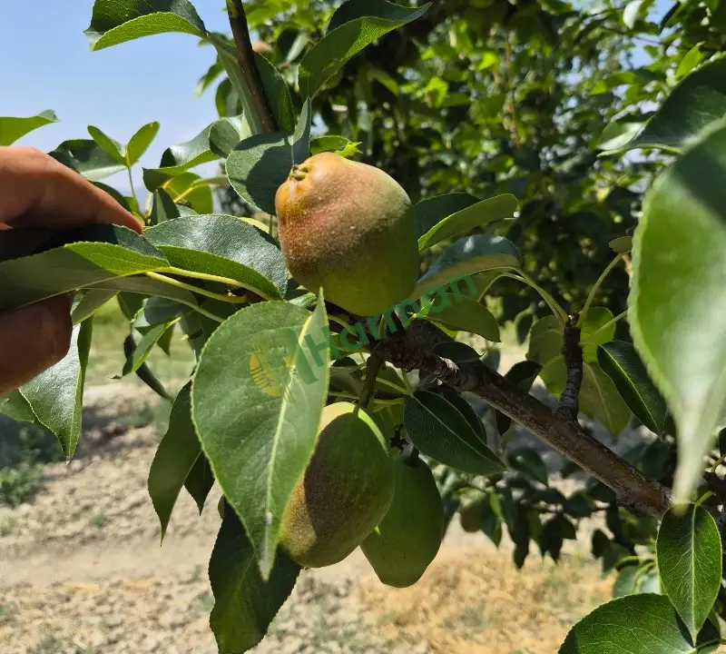 bahçeden satılık 25-30 ton margarit armut