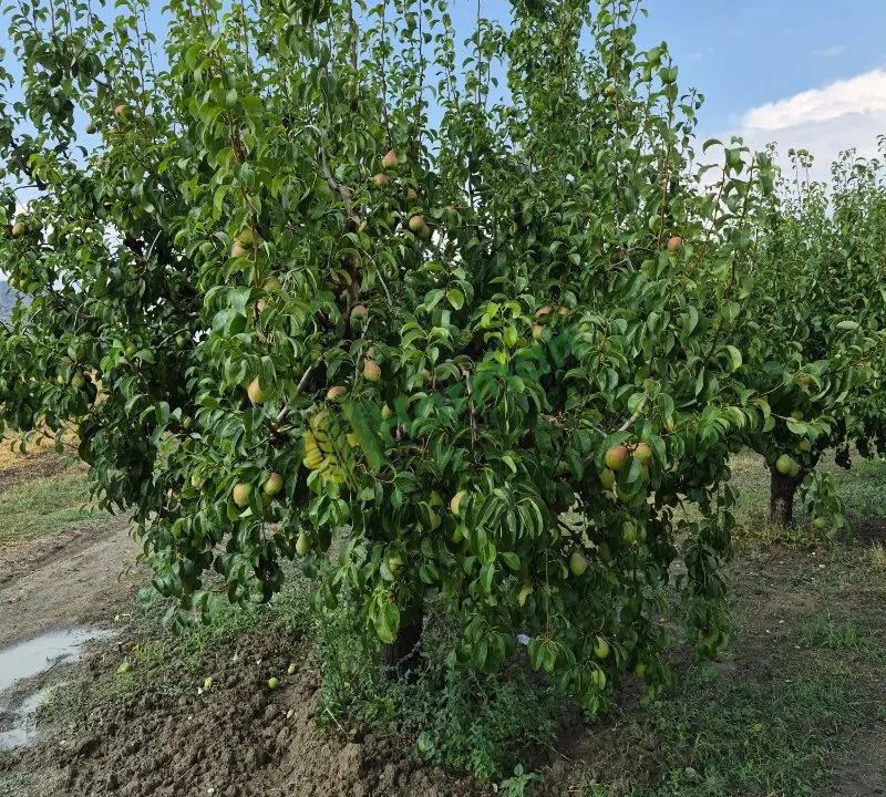 BAHÇEDEN SATILIK ARMUT