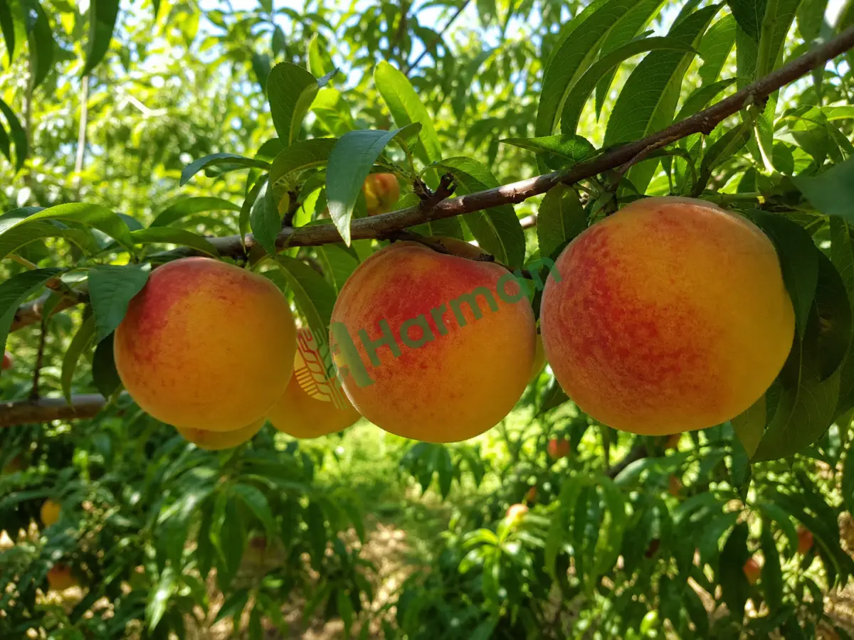 Bahçeden şeftali