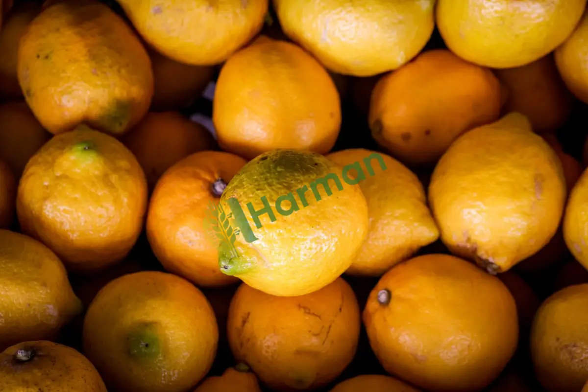 Bahçeden taze sulu yatak limon, satılık - İstanbul Sultanbeyli