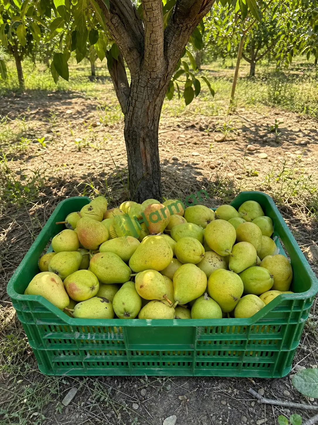 Bahçemin armudu