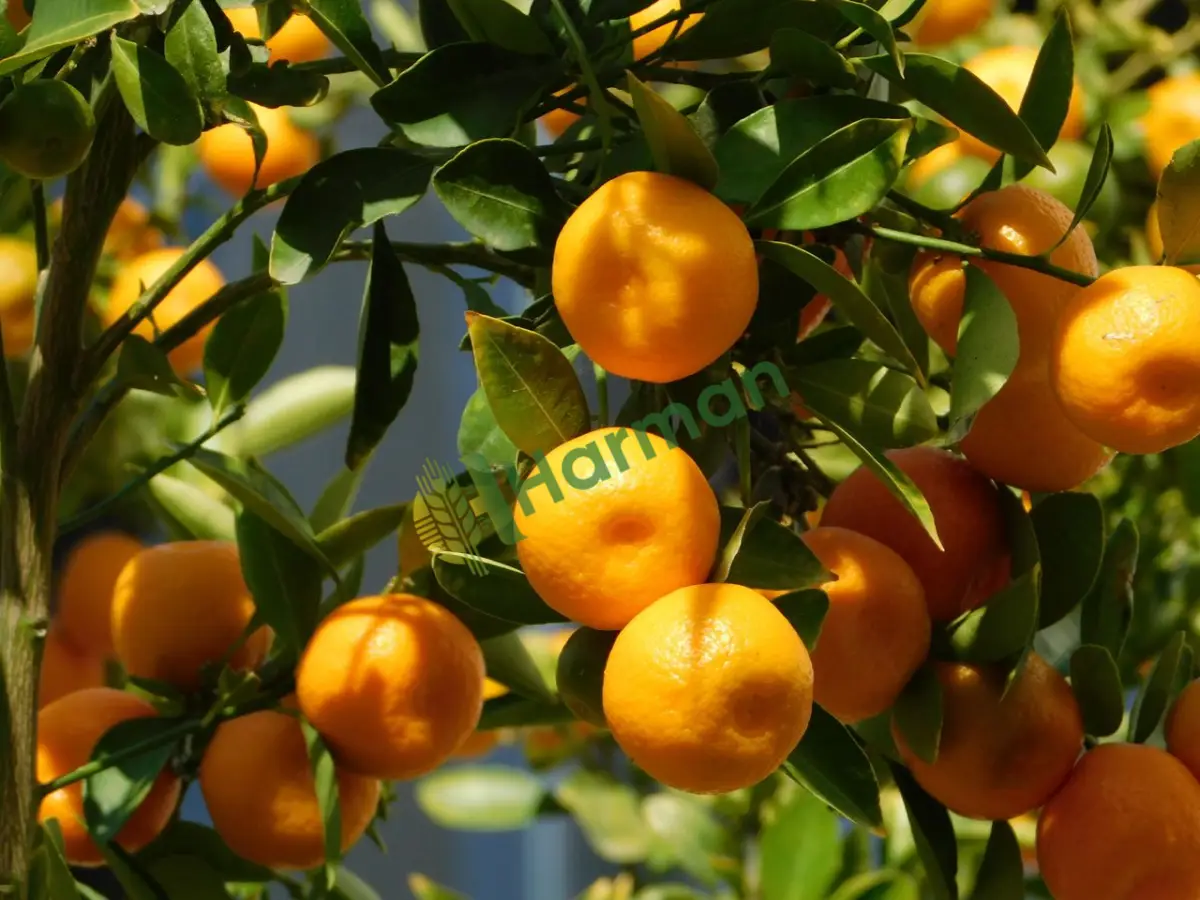 Bahçesinden taze kesim dallı lüks Satsuma mandalina - Düzce Gümüşova
