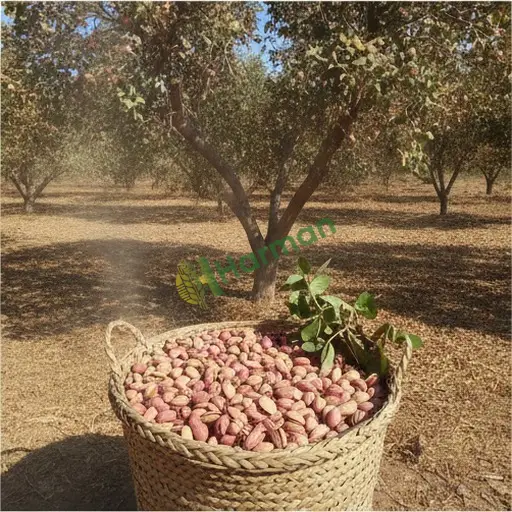 Adıyaman Gerger'de Antep fıstığı nakit alınır