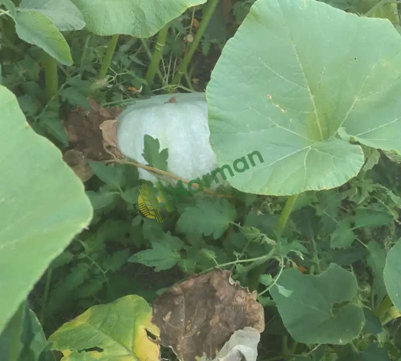 Kabak Sarı hal fiyatı