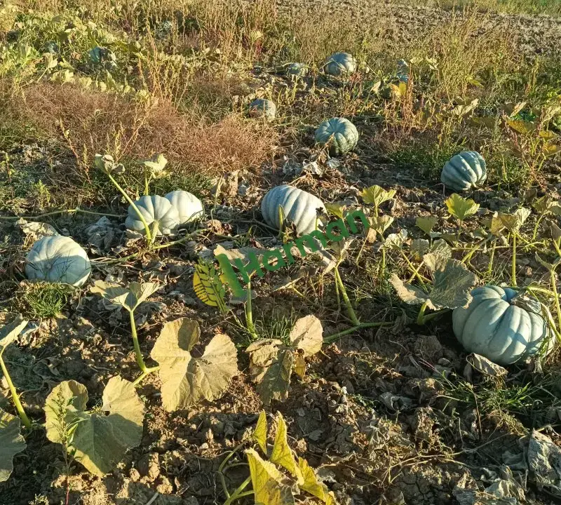 bal kabağı