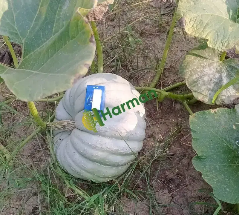 Kabak Ampul hal fiyatı